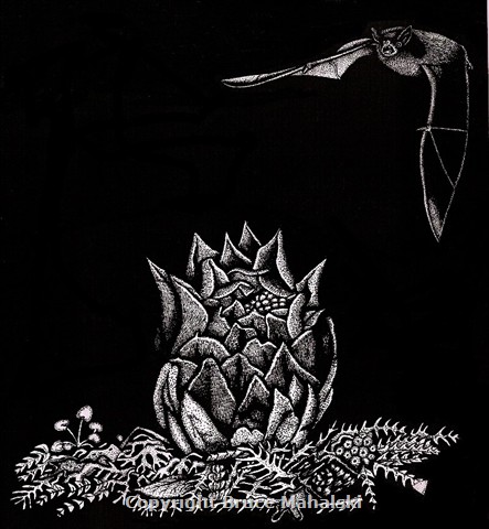  Short-tailed Bat and Dactylanthus Picture